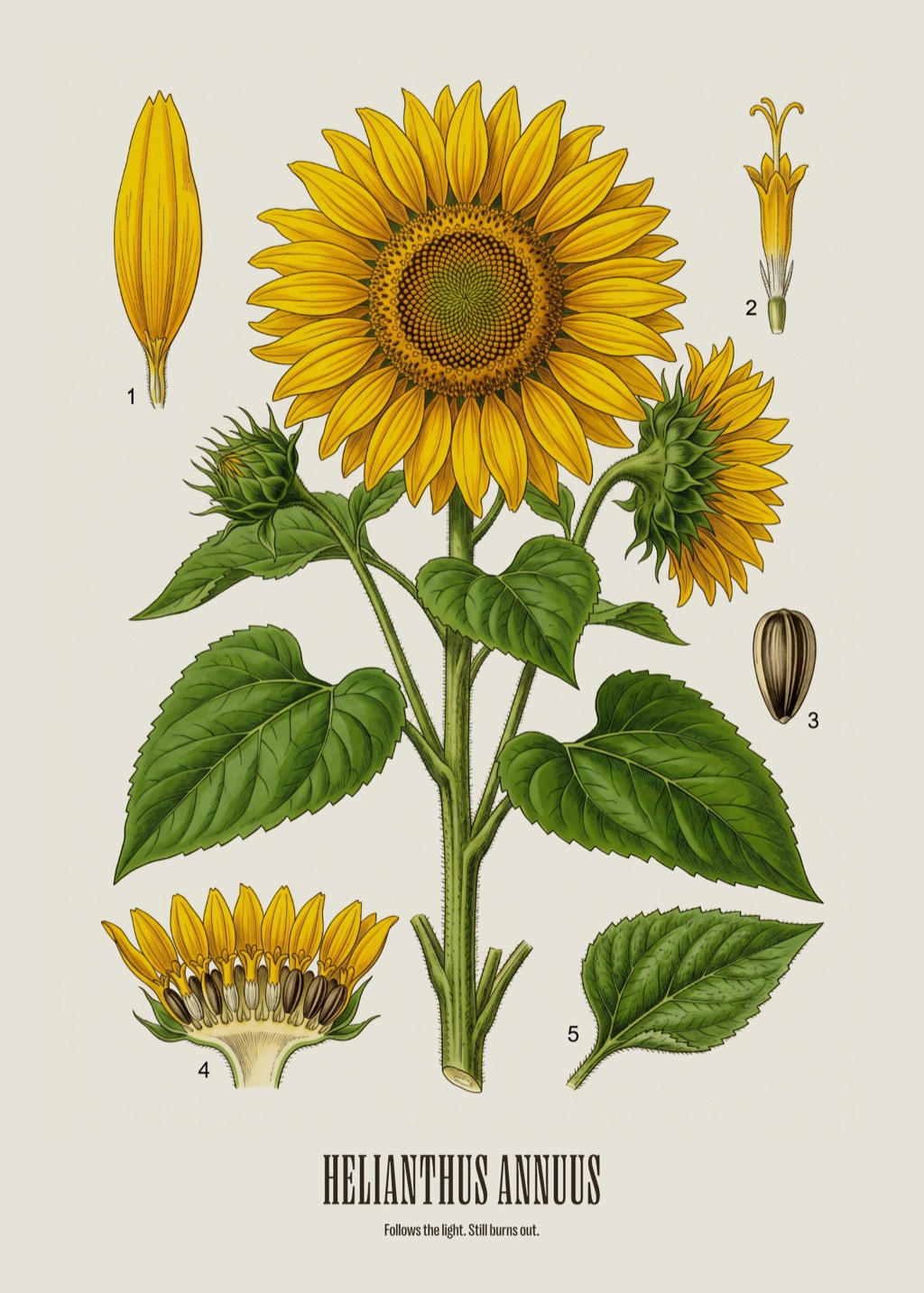 Botanical engraving of a sunflower head, which is not one flower but a dense head of hundreds of florets.