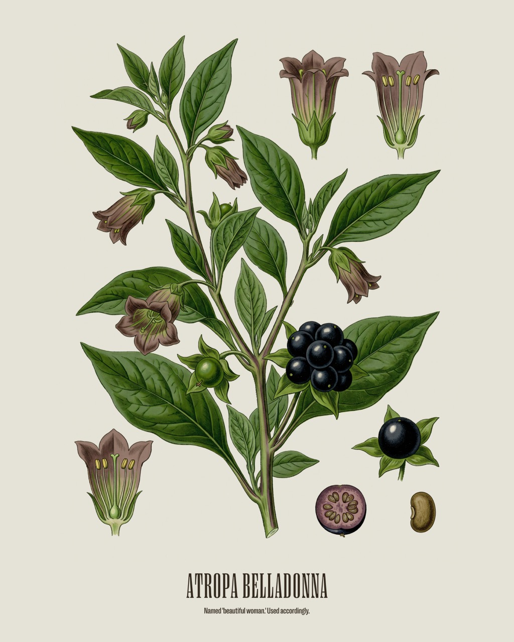 Belladonna — Atropa belladonna, antique natural history print