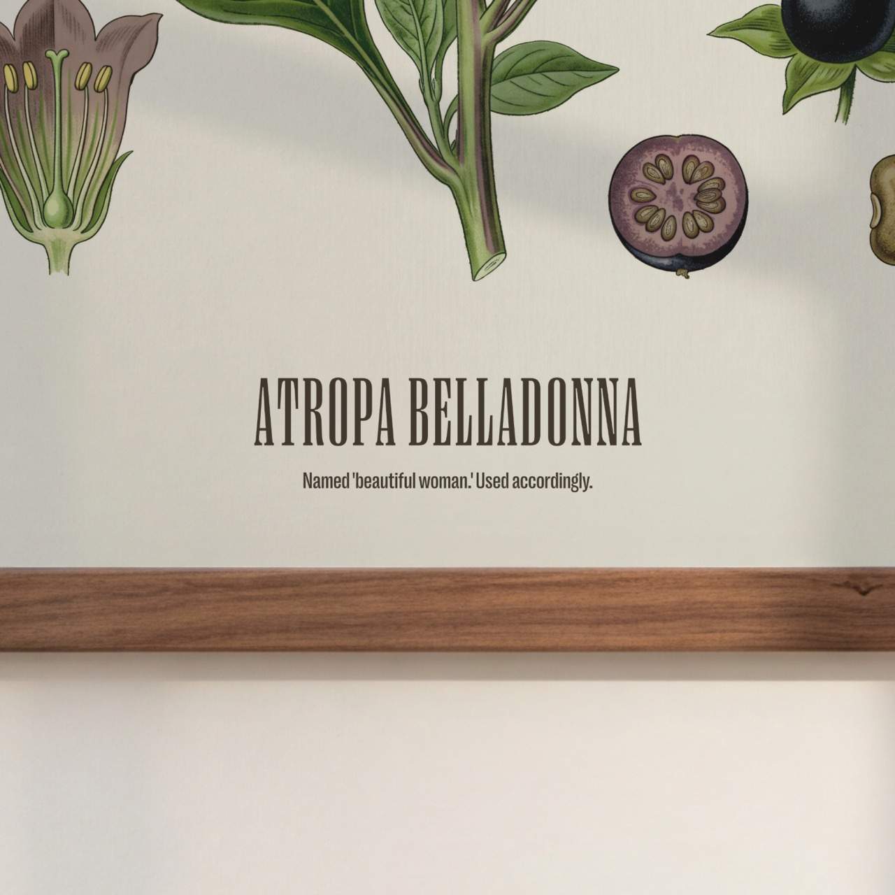 Belladonna