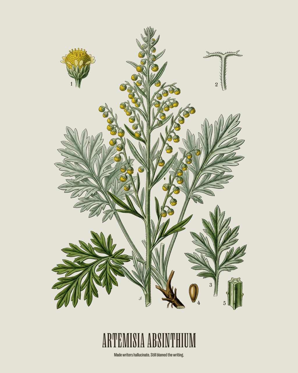Wormwood — Artemisia absinthium, antique natural history print
