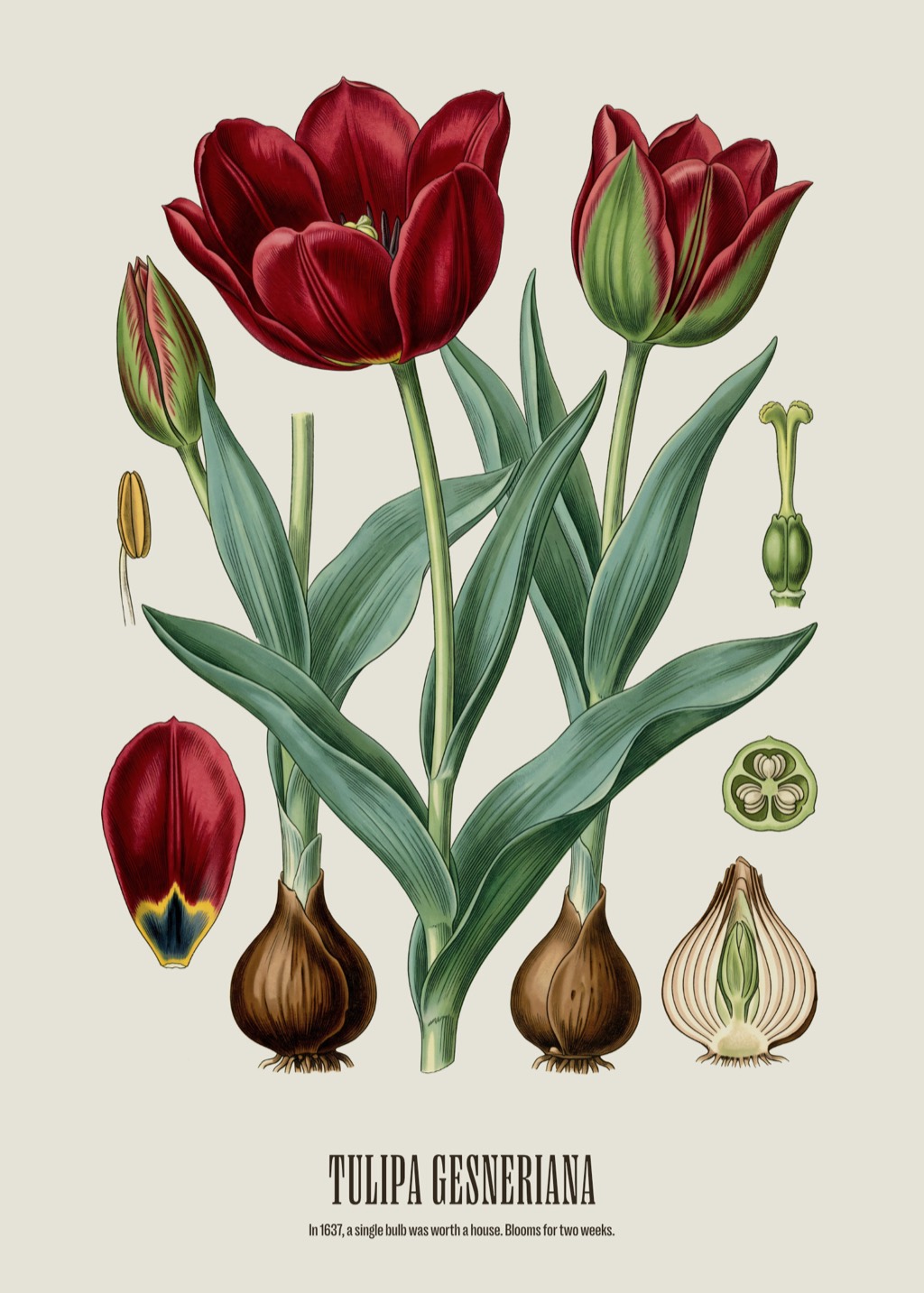 Vintage botanical engraving of a tulip, its petals streaked by the virus that once made it valuable.