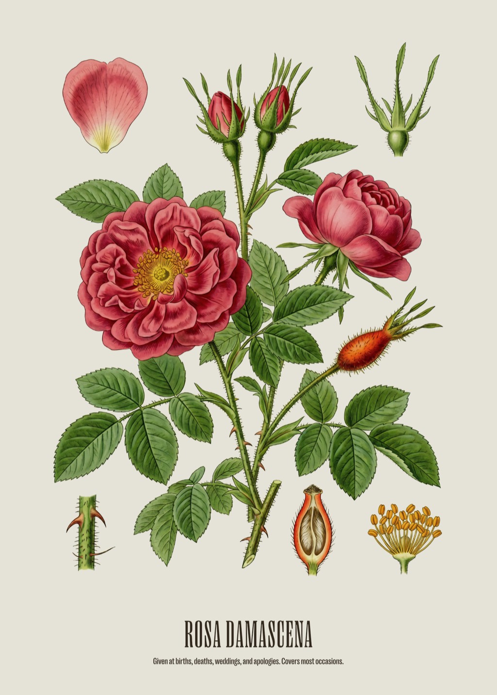 Antique botanical engraving of a Damask rose, the print behind the June birthday gift tag.