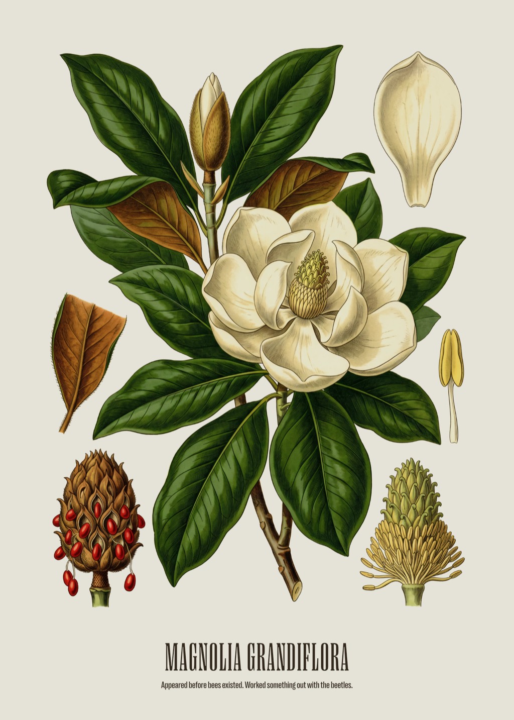 Antique engraving of a magnolia flower with its thick, leathery tepals, older than bees.