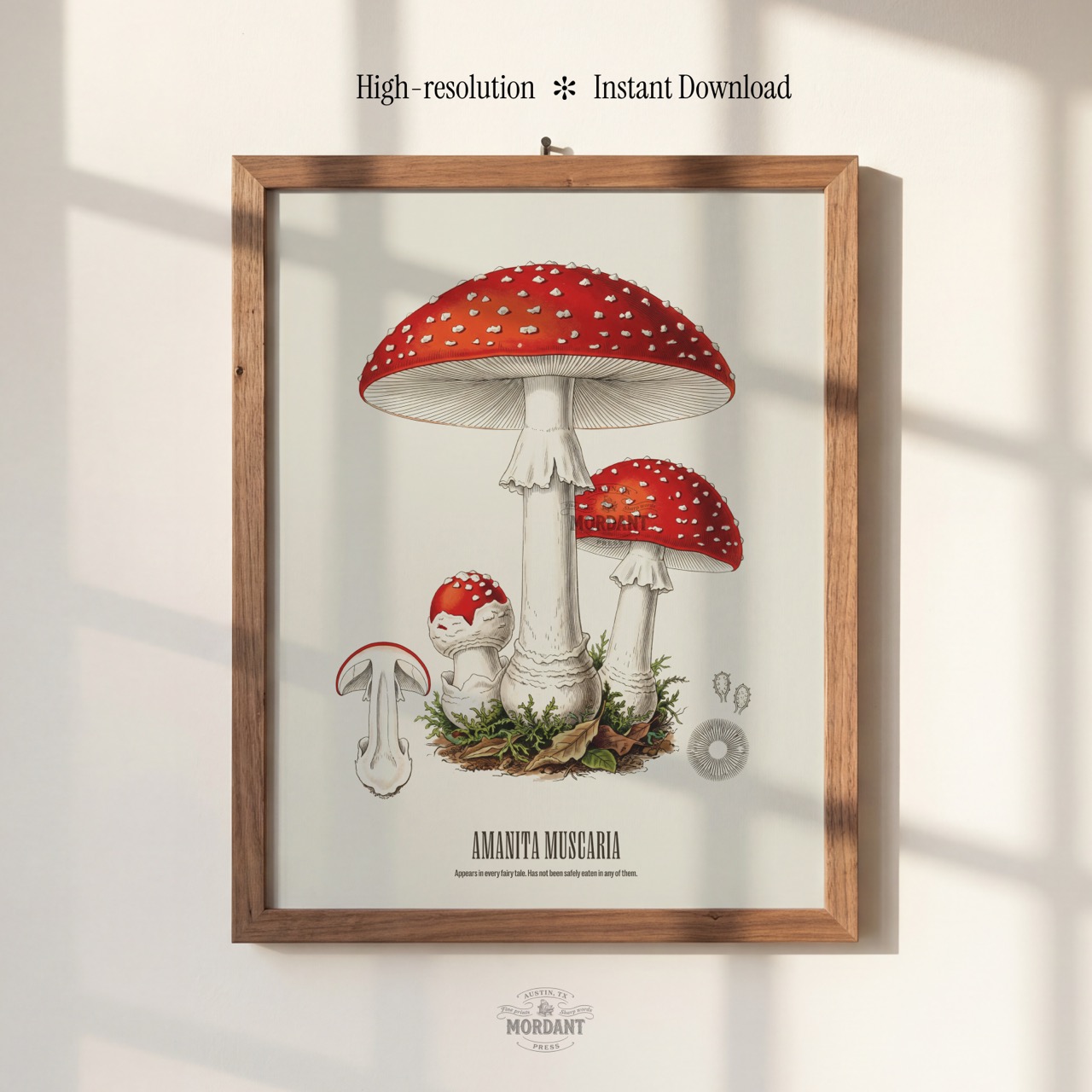 Fly Agaric print framed on a wall