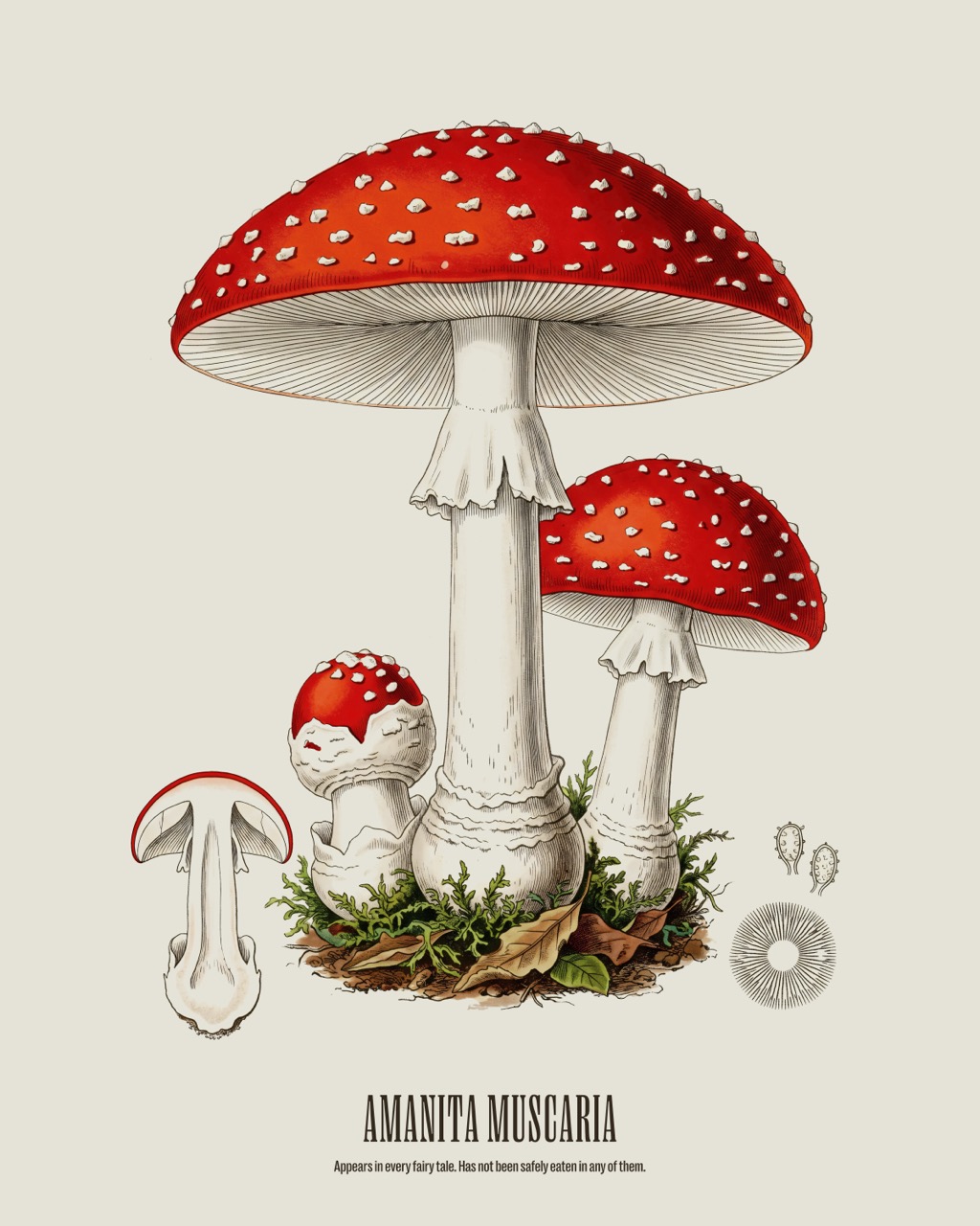 Fly Agaric — Amanita muscaria, antique natural history print