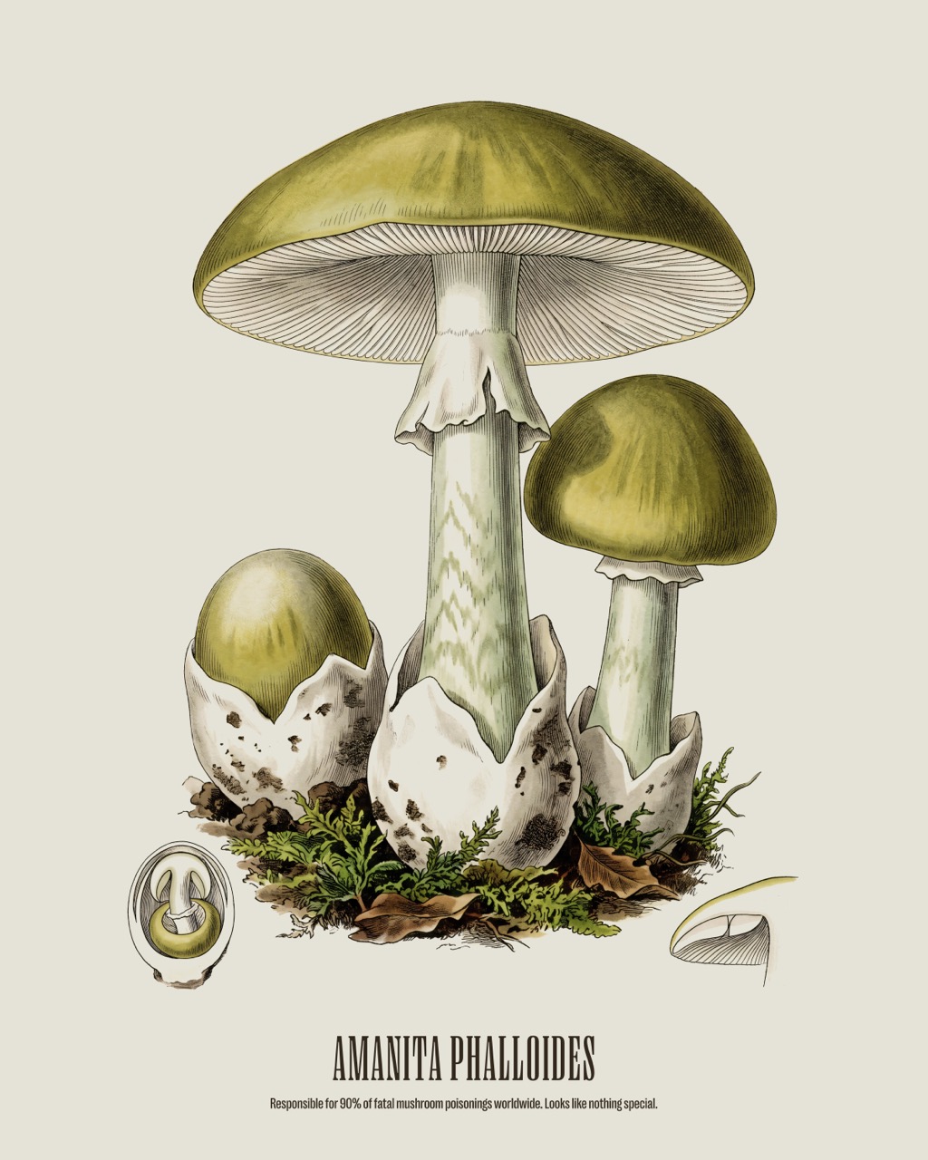 Death Cap — Amanita phalloides, antique natural history print