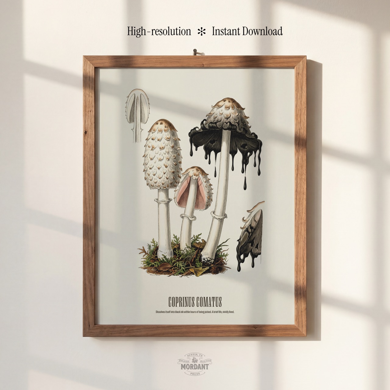 Shaggy Ink Cap print framed on a wall