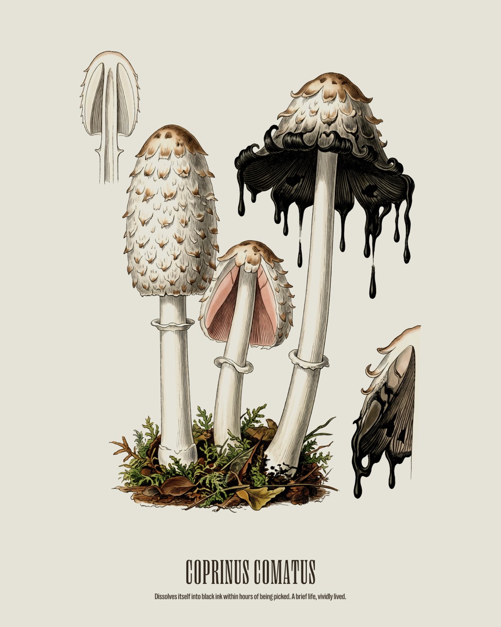 Shaggy Ink Cap — Coprinus comatus, antique natural history print