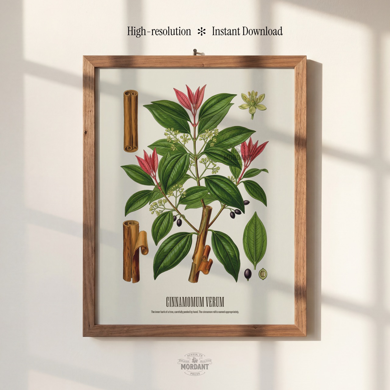 Cinnamon print framed on a wall