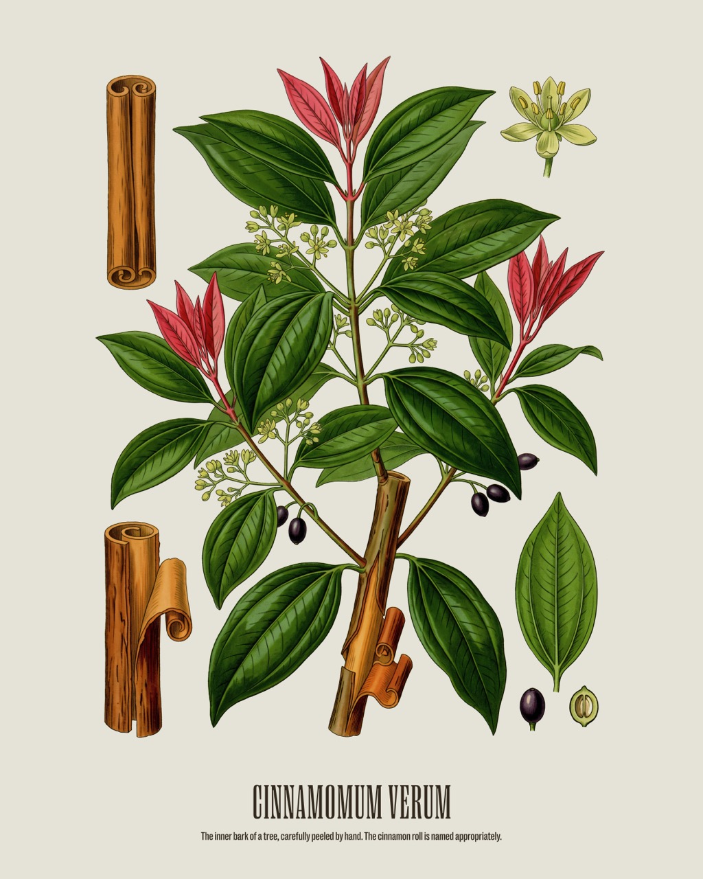 Cinnamon — Cinnamomum verum, antique natural history print