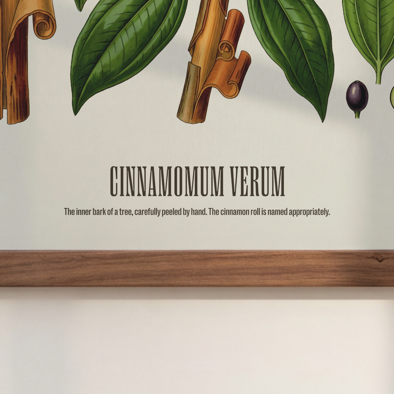 Cinnamon