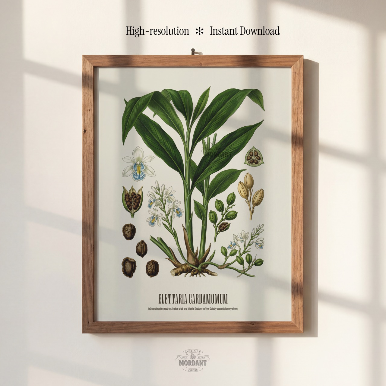 Cardamom print framed on a wall