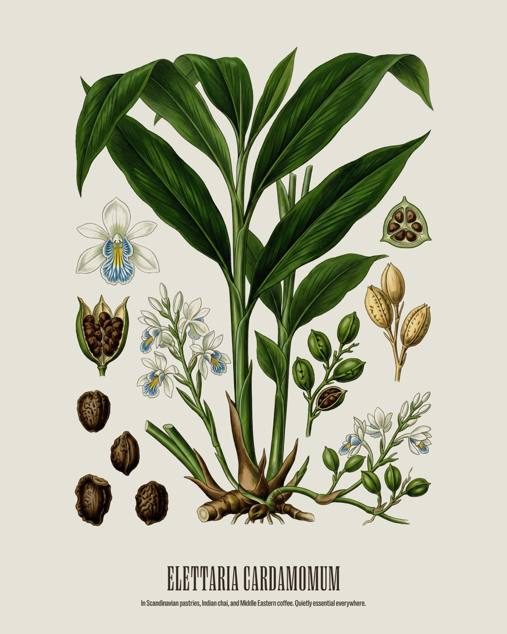 Cardamom — Elettaria cardamomum, antique natural history print