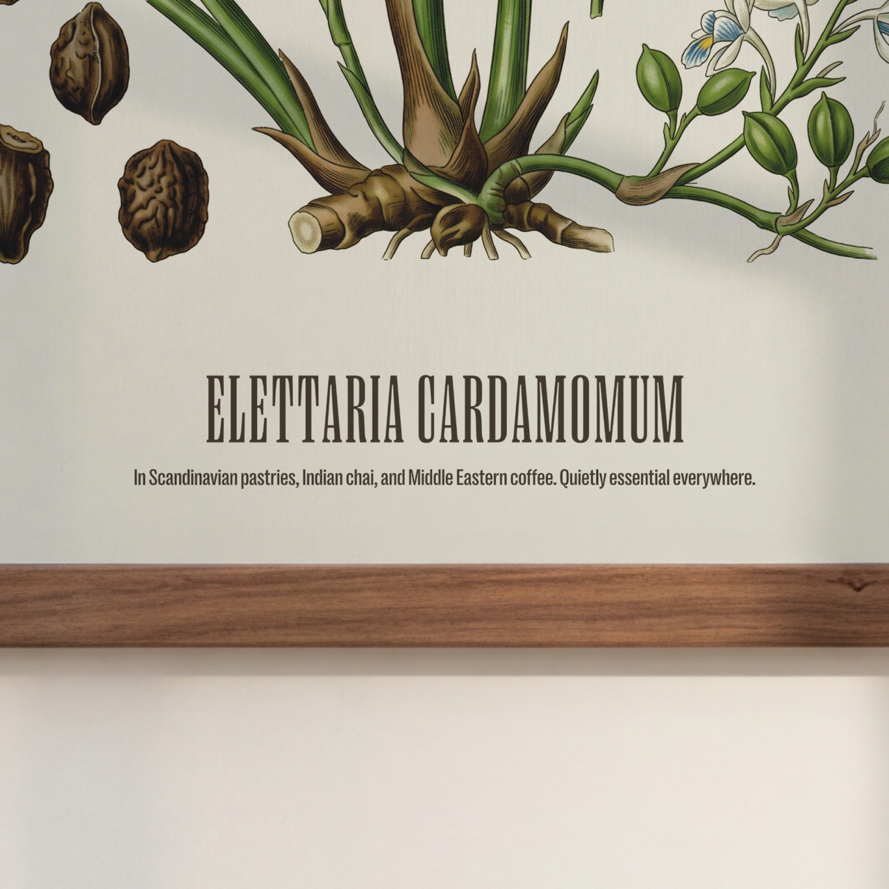 Cardamom