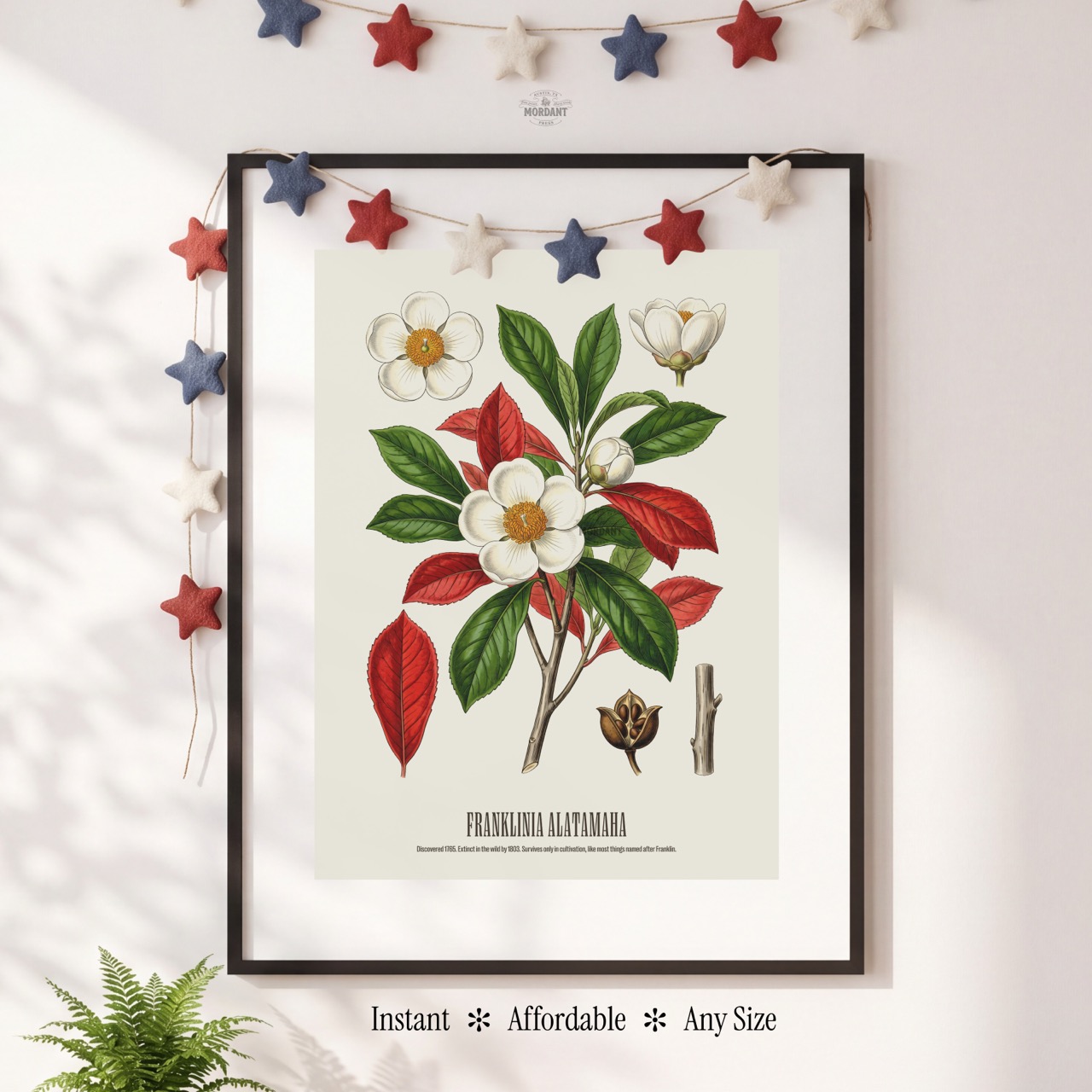 Franklin Tree print framed on a wall