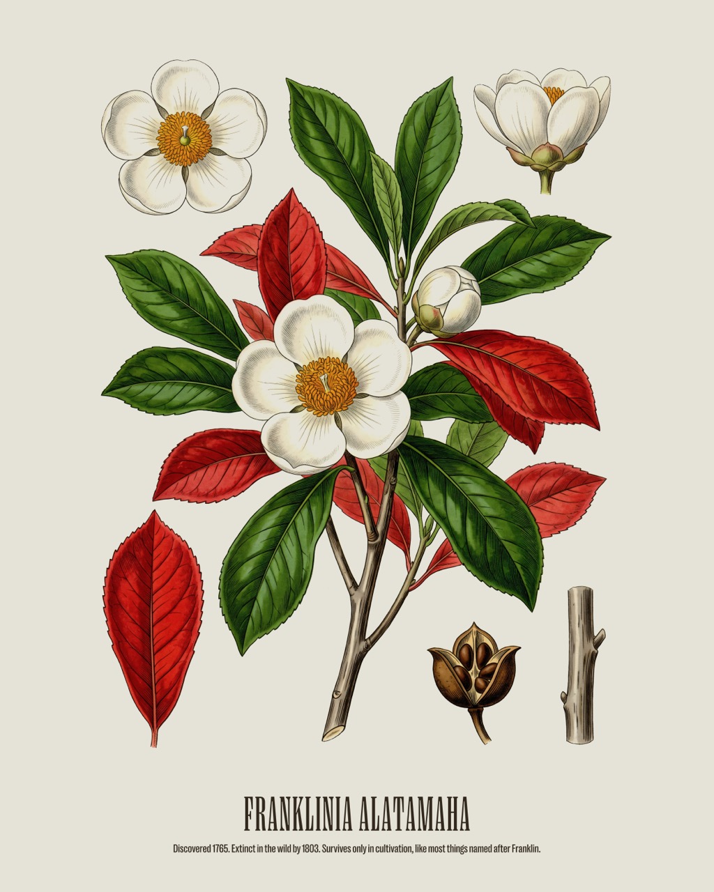 Franklin Tree — Franklinia alatamaha, antique natural history print