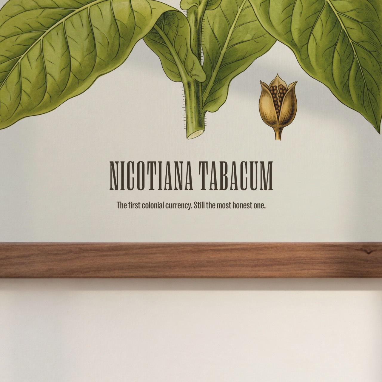 Tobacco