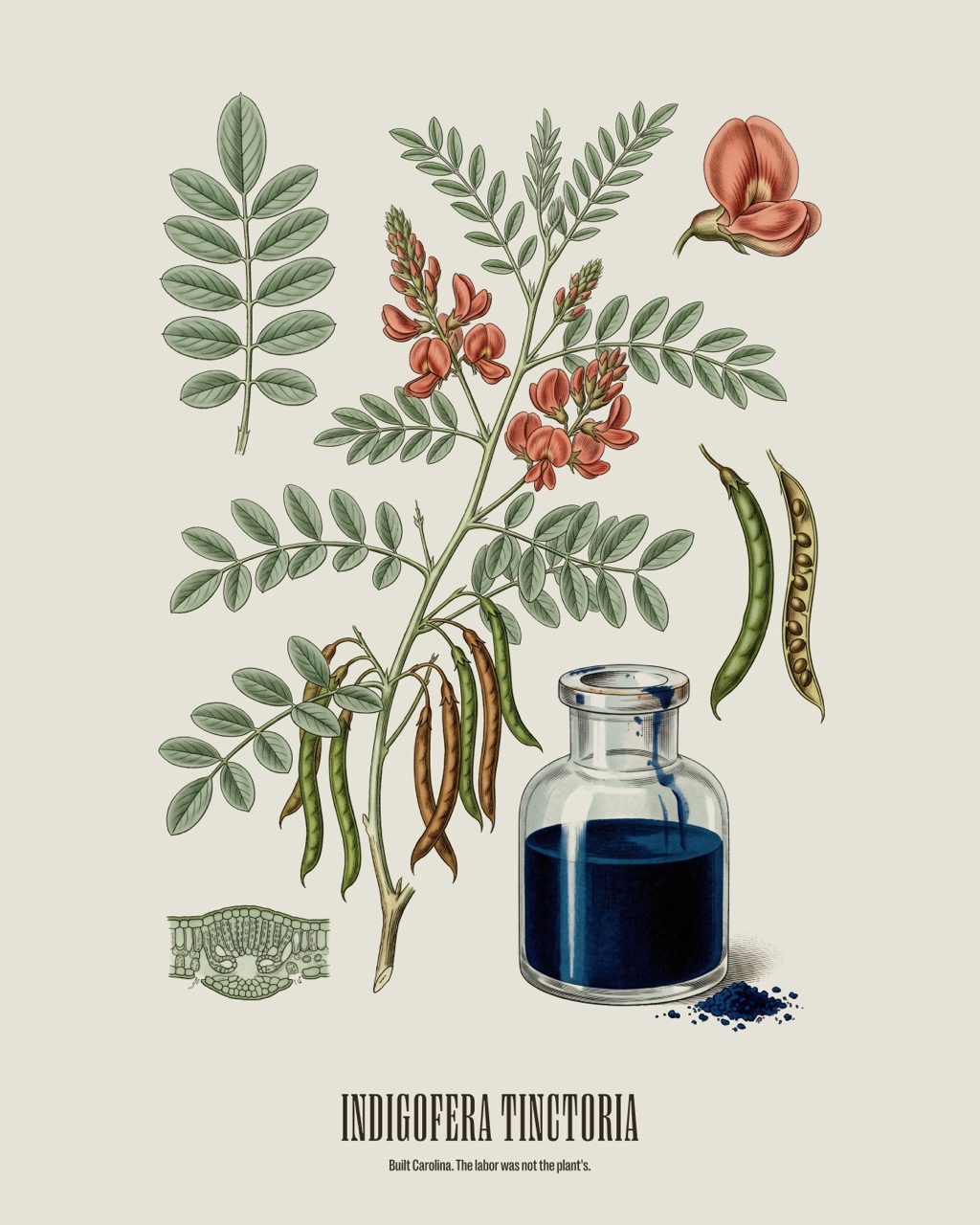 Indigo — Indigofera tinctoria, antique natural history print