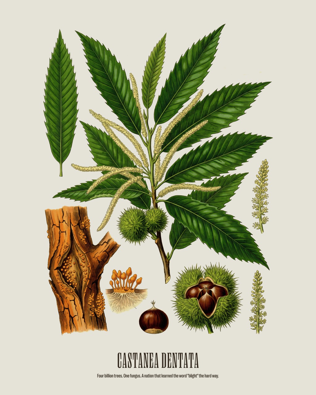 American Chestnut — Castanea dentata, antique natural history print
