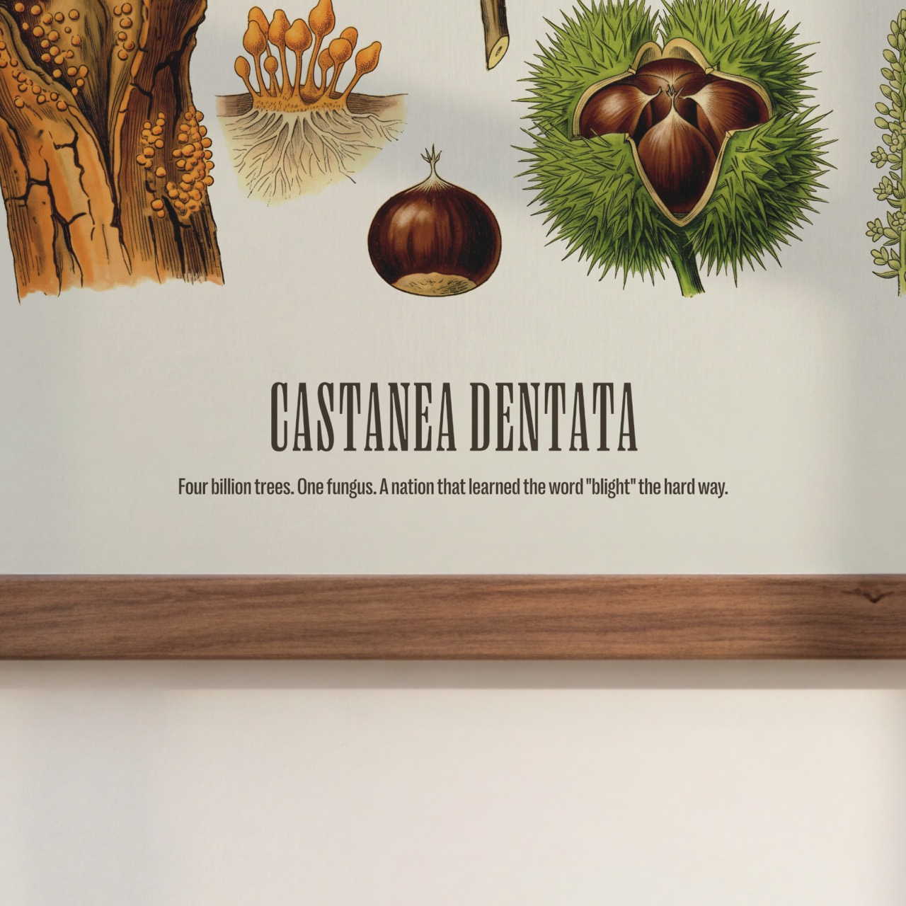 American Chestnut