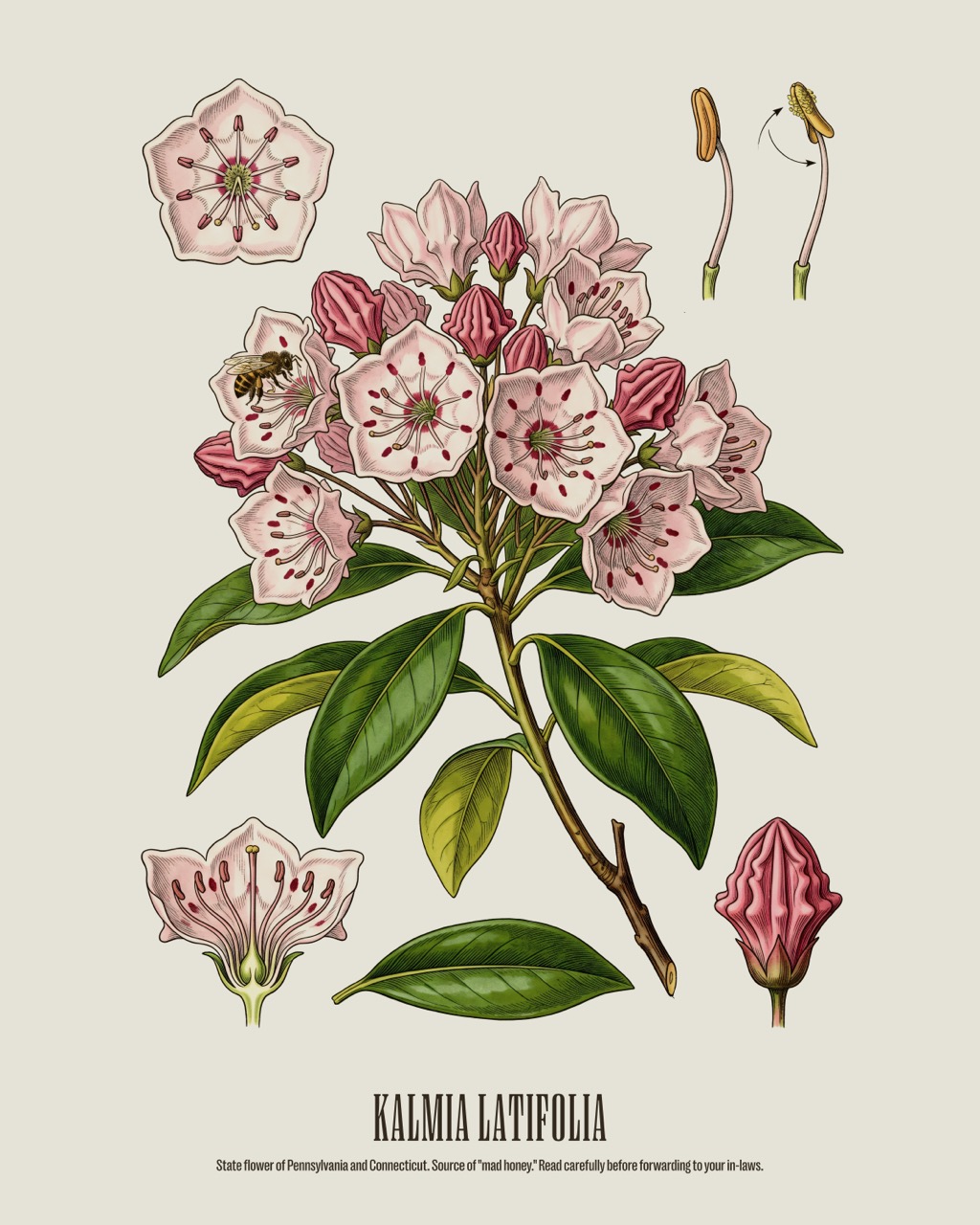 Mountain Laurel — vintage botanical engraving, antique natural history print