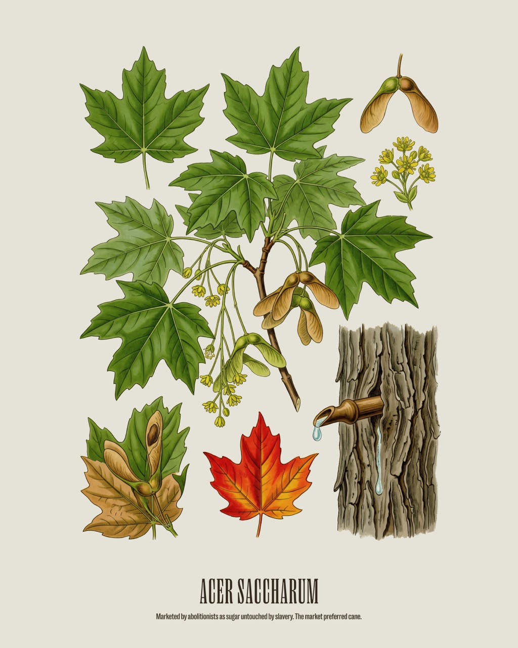 Sugar Maple — Acer saccharum, antique natural history print