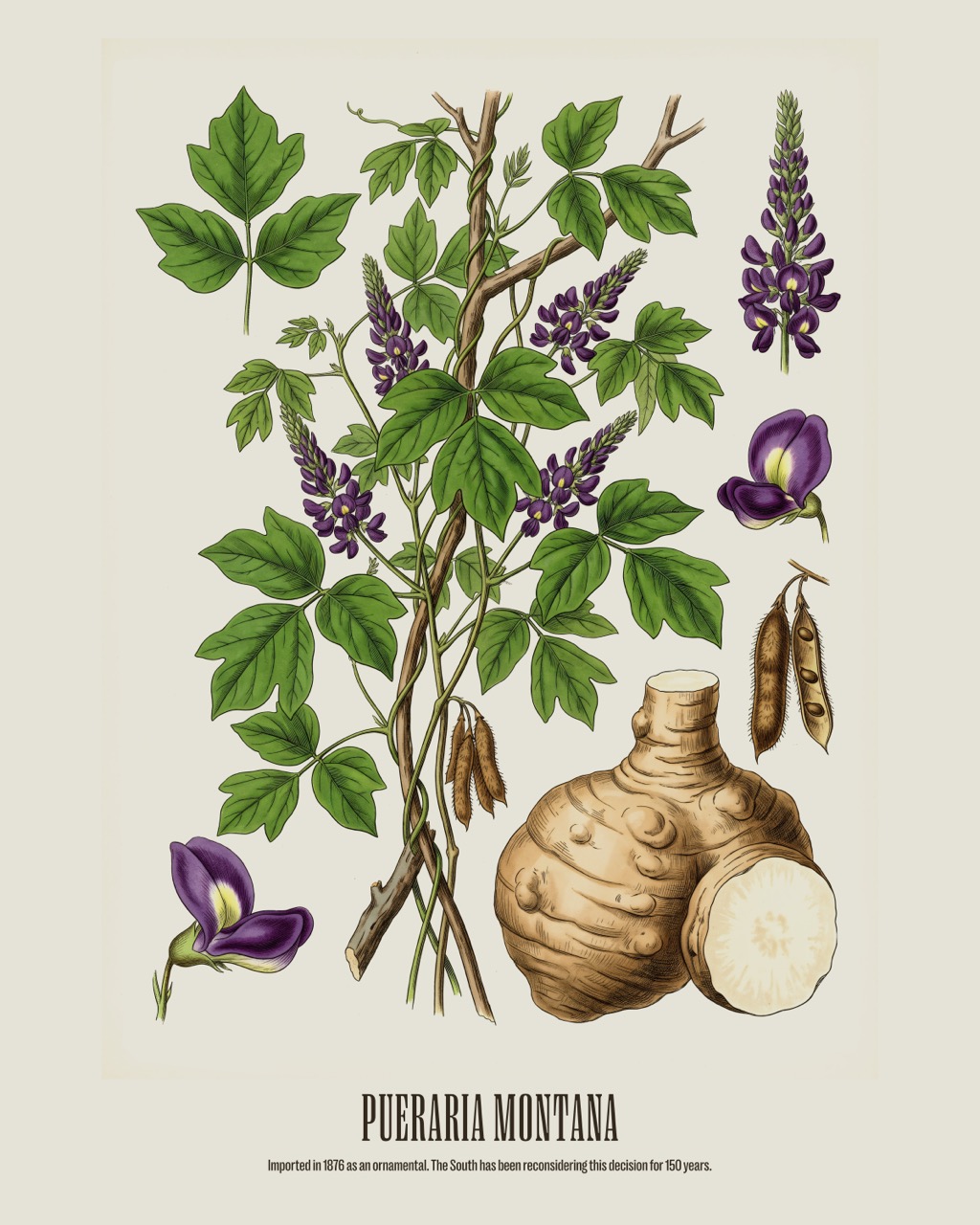 Kudzu — Pueraria montana, antique natural history print