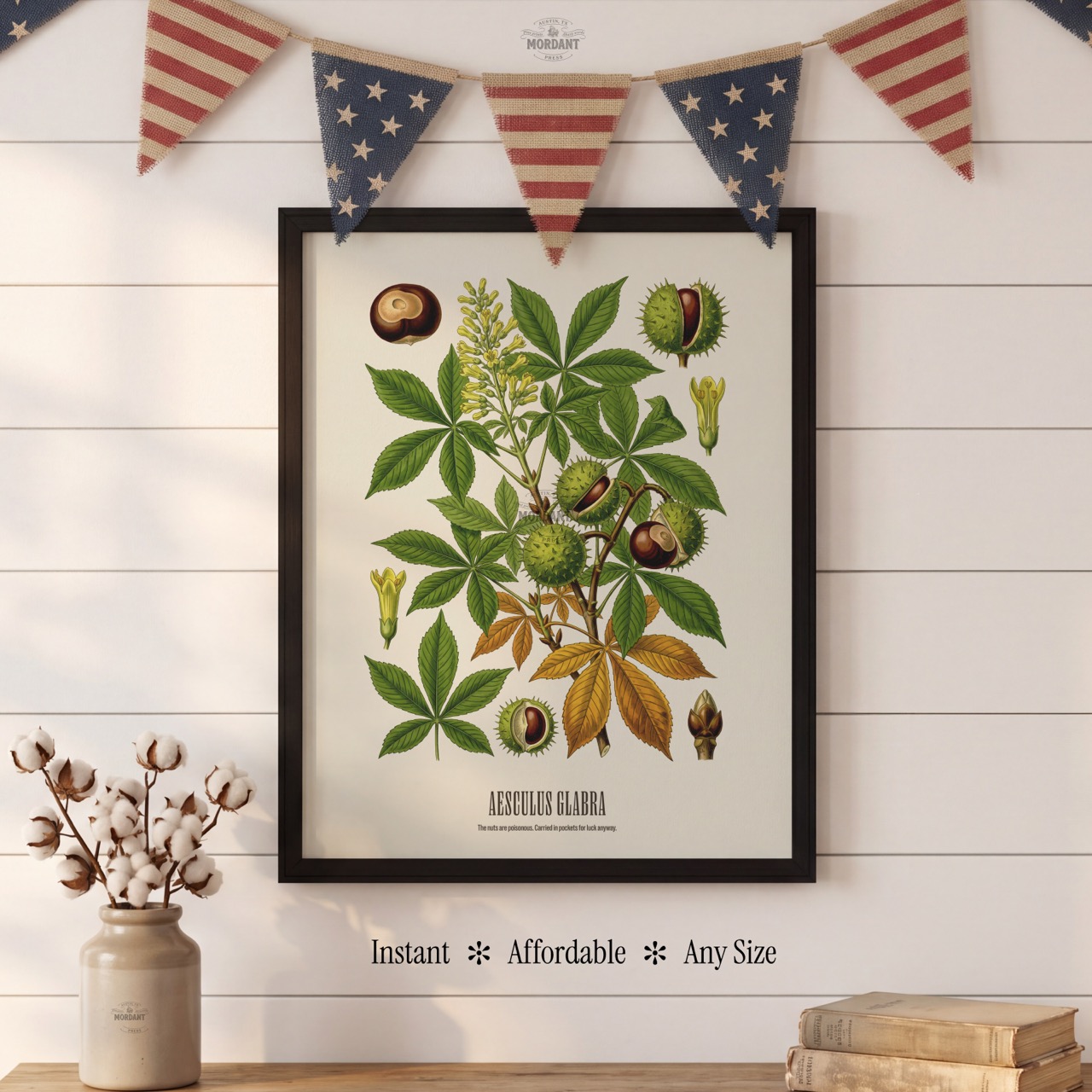 Ohio Buckeye print framed on a wall