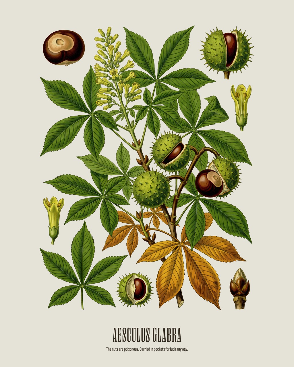 Ohio Buckeye — Aesculus glabra, antique natural history print