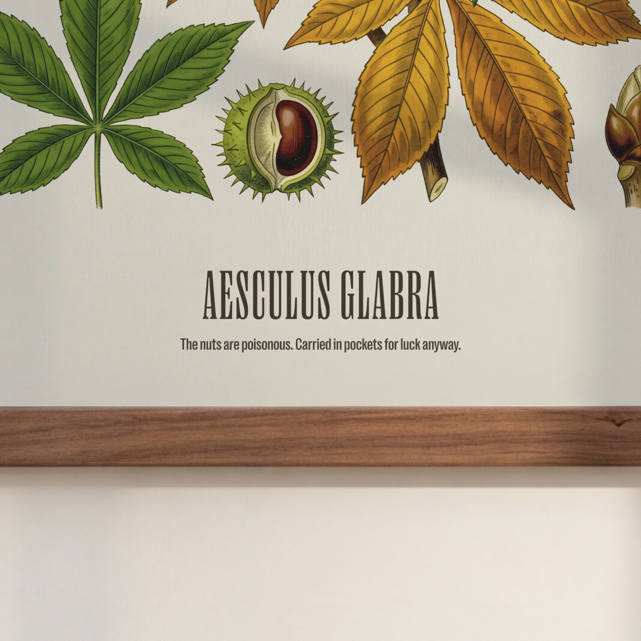 Ohio Buckeye
