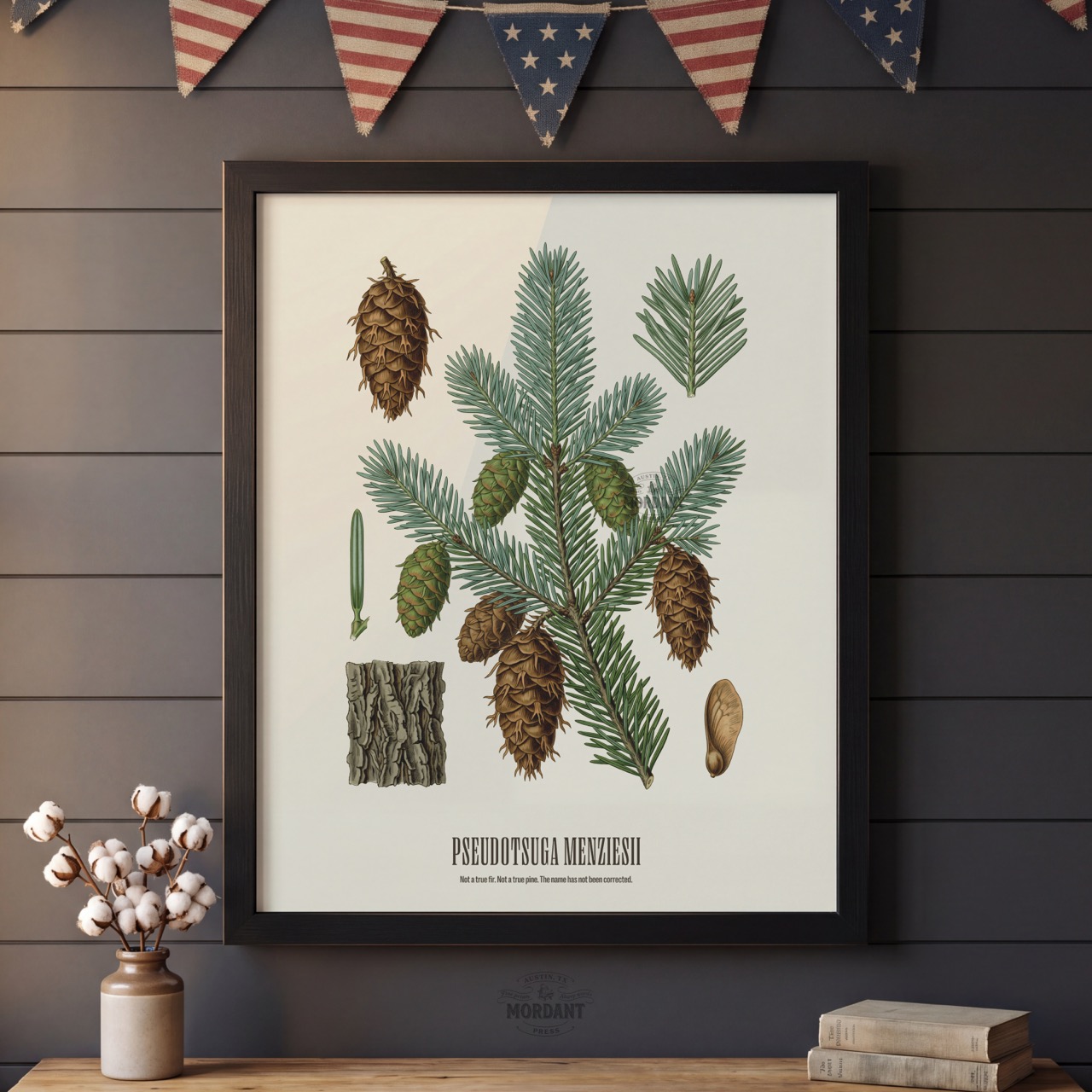 Douglas Fir print framed on a wall