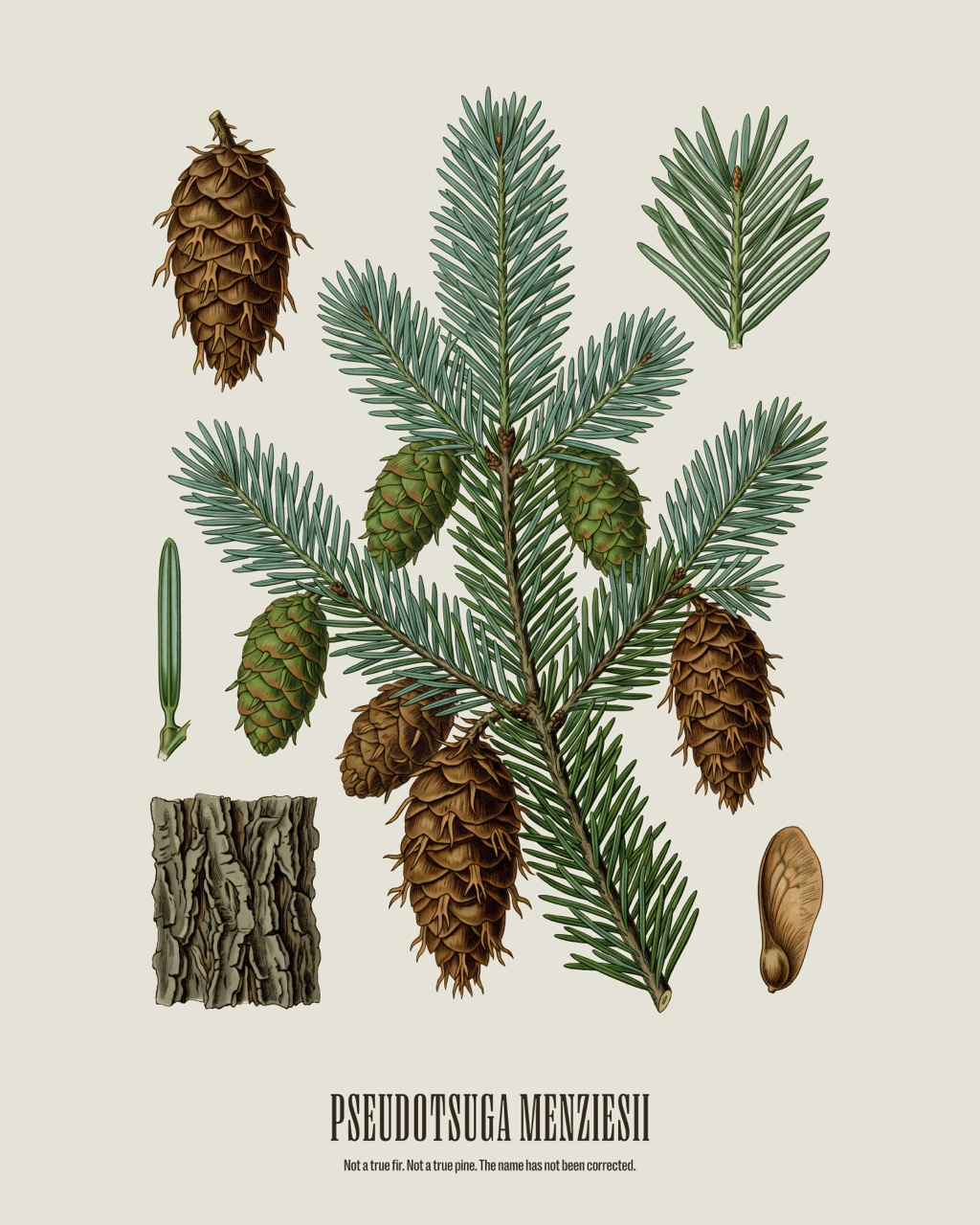 Douglas Fir — Pseudotsuga menziesii, antique natural history print