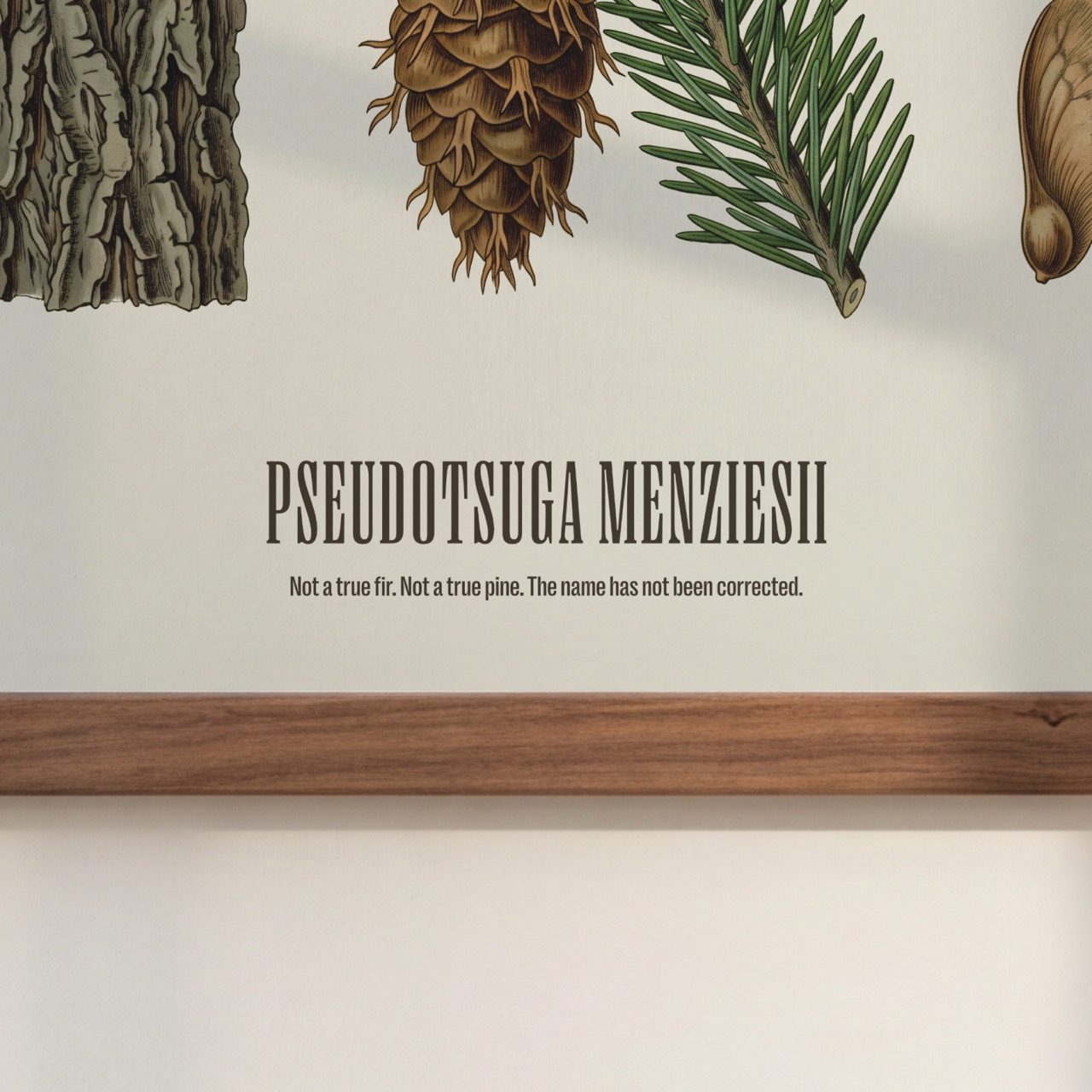 Douglas Fir