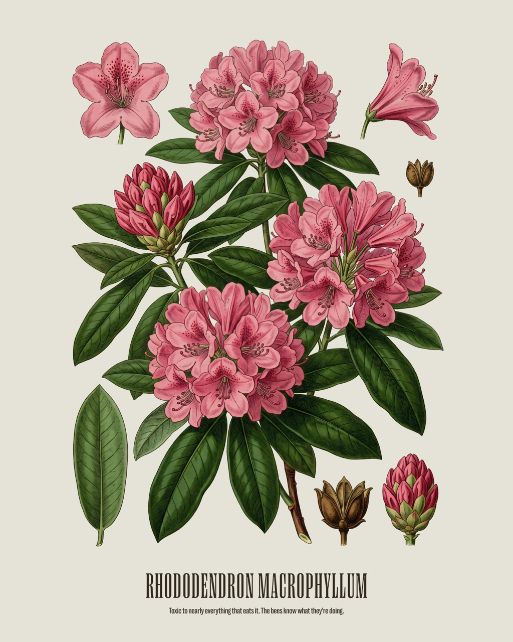 Rhododendron — Rhododendron macrophyllum, antique natural history print