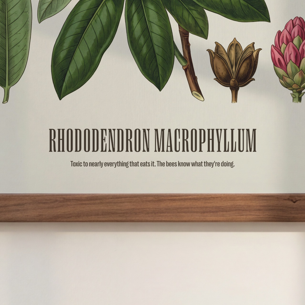 Rhododendron