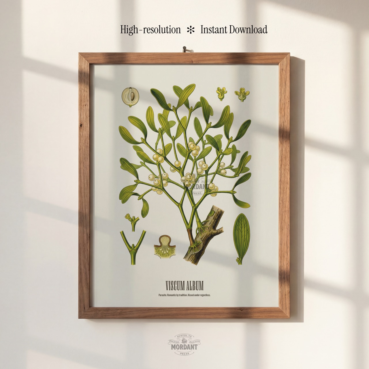 Mistletoe print framed on a wall