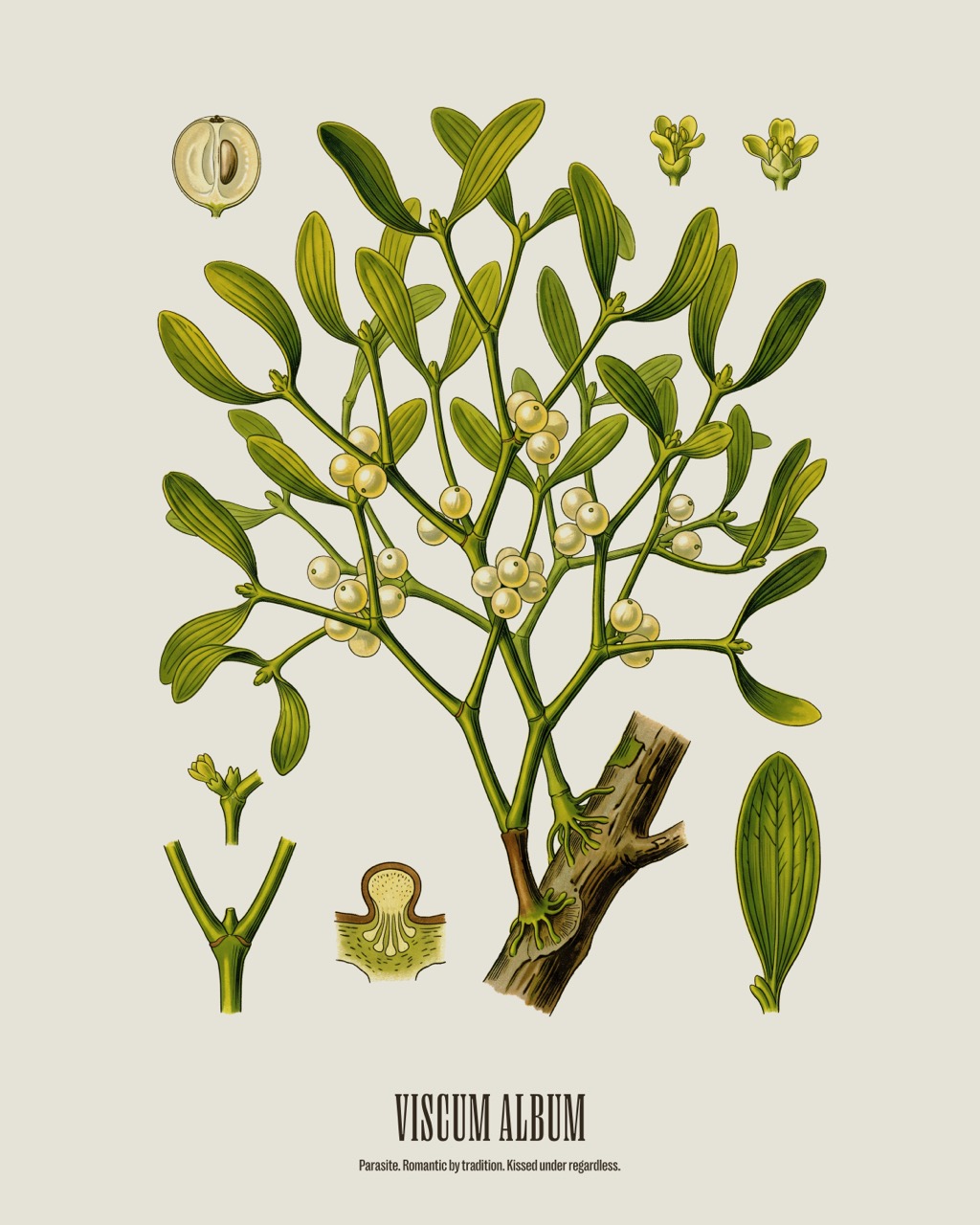 Mistletoe — Viscum album, antique natural history print