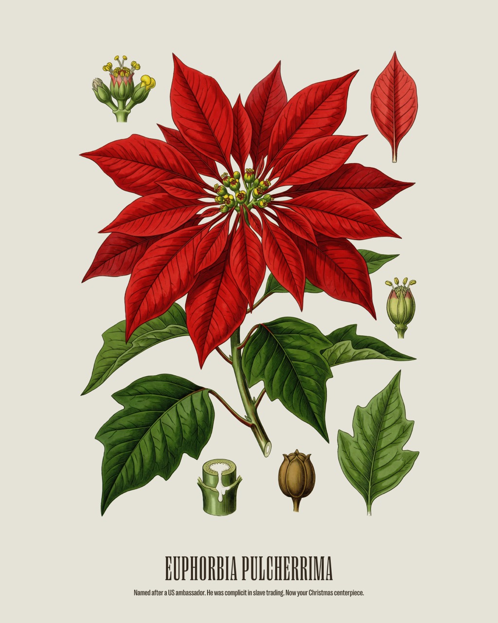 Poinsettia — Euphorbia pulcherrima, antique natural history print