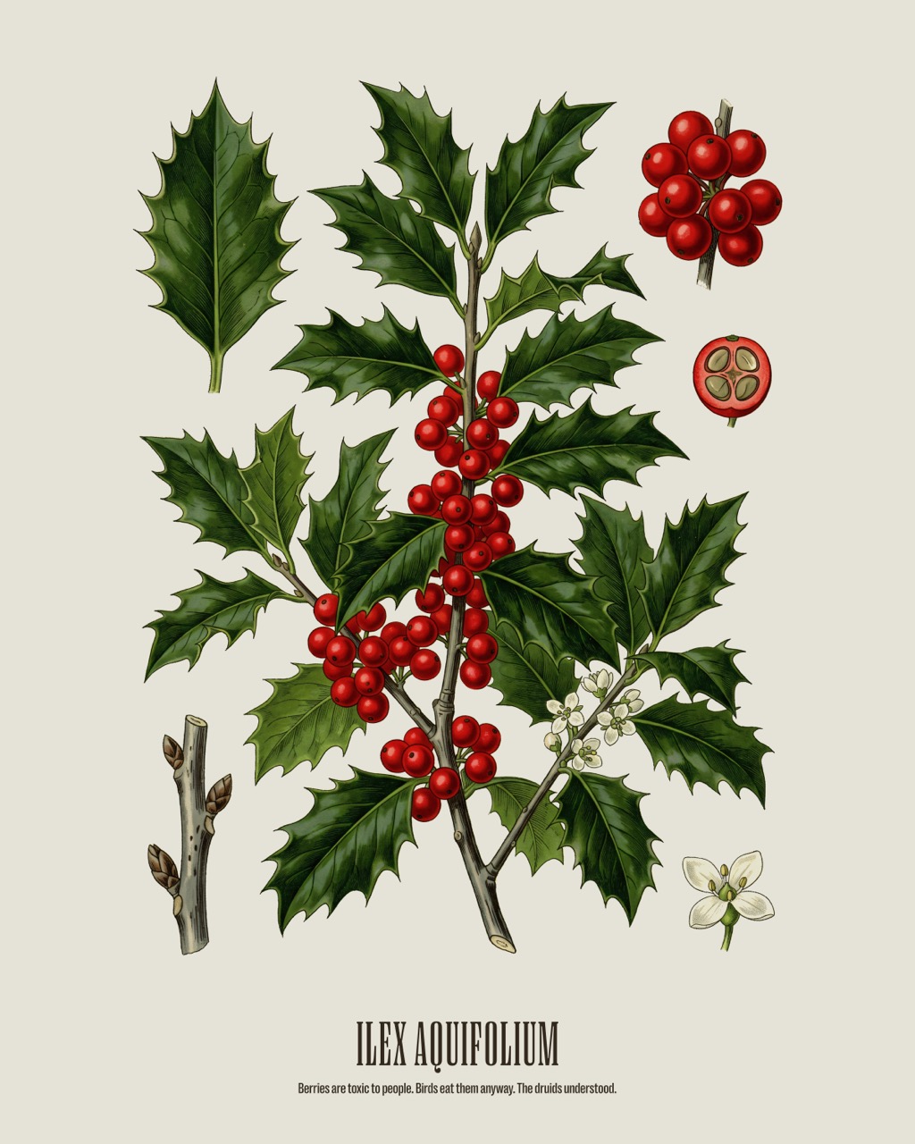 English Holly — Ilex aquifolium, antique natural history print