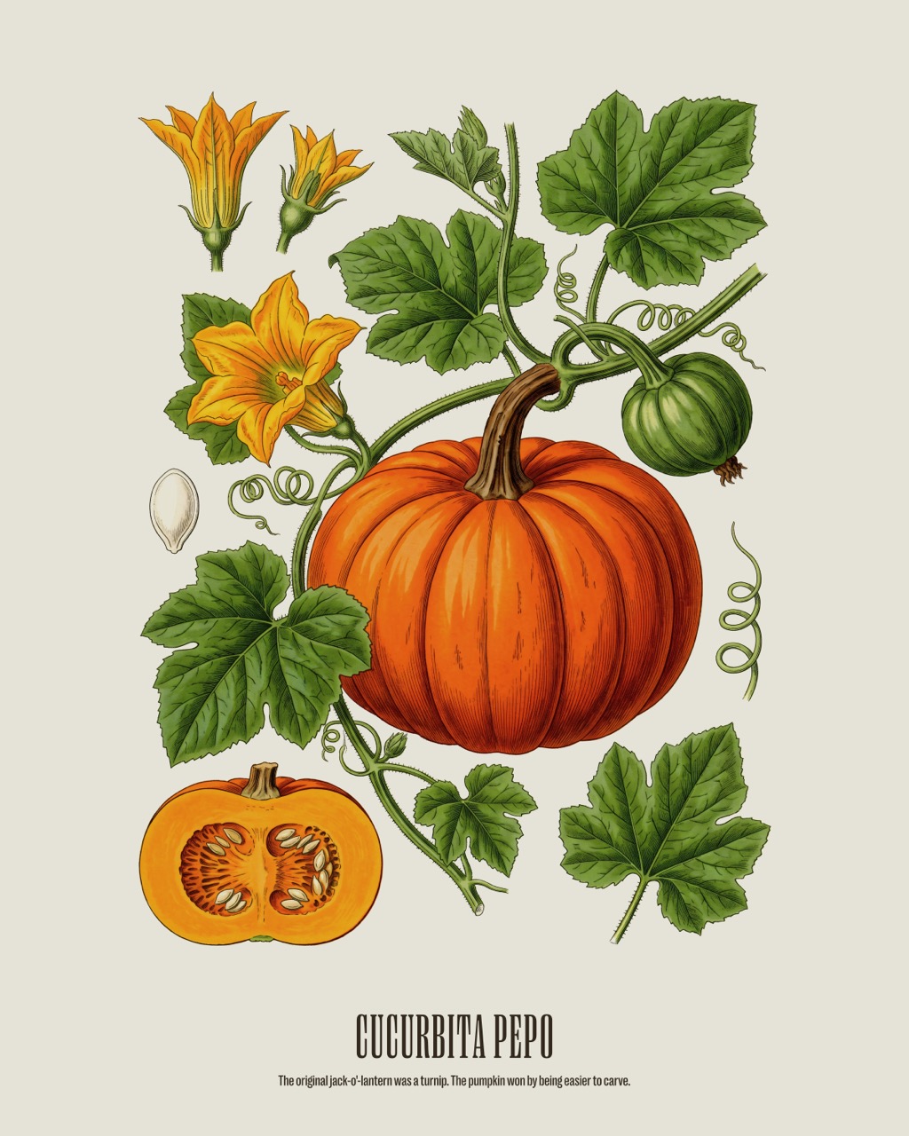 Field Pumpkin — Cucurbita pepo, antique natural history print