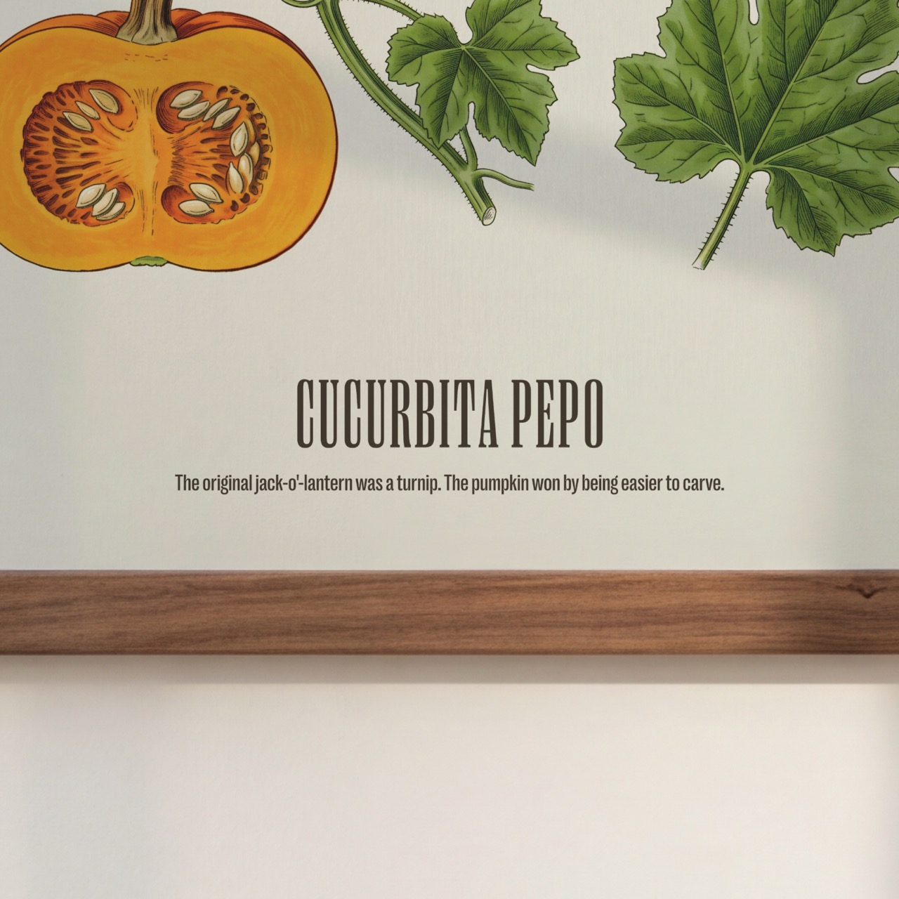 Field Pumpkin