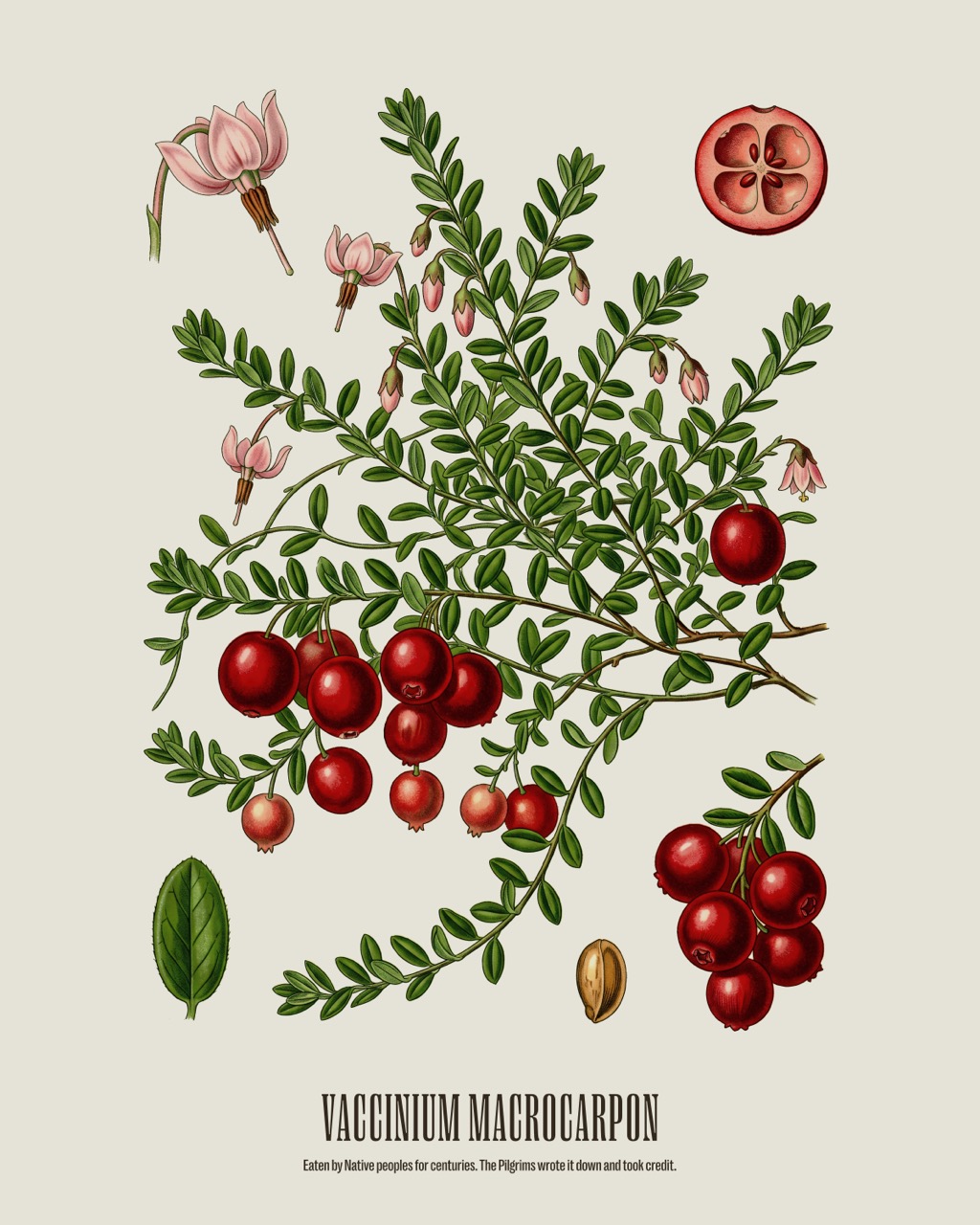American Cranberry — Vaccinium macrocarpon, antique natural history print