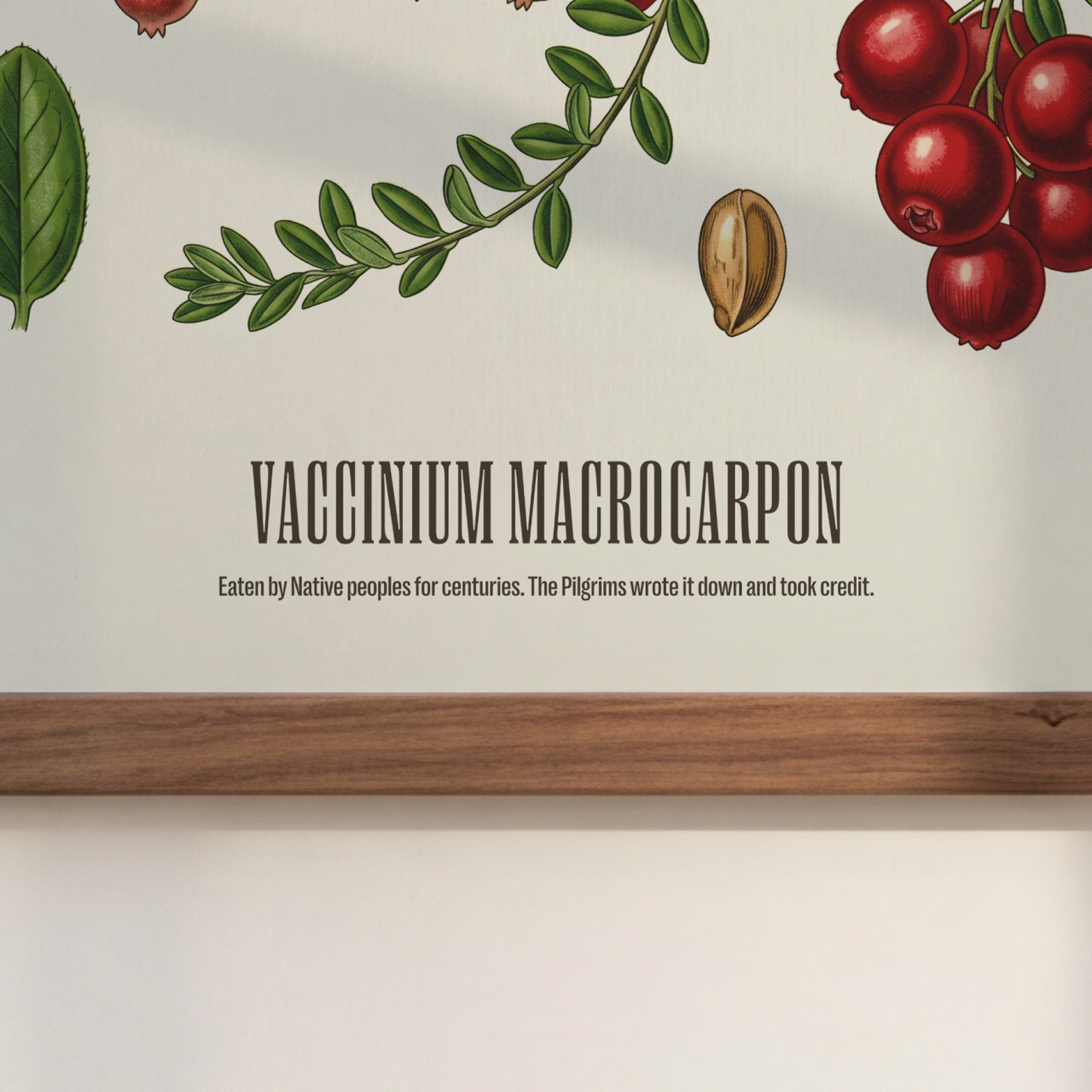American Cranberry