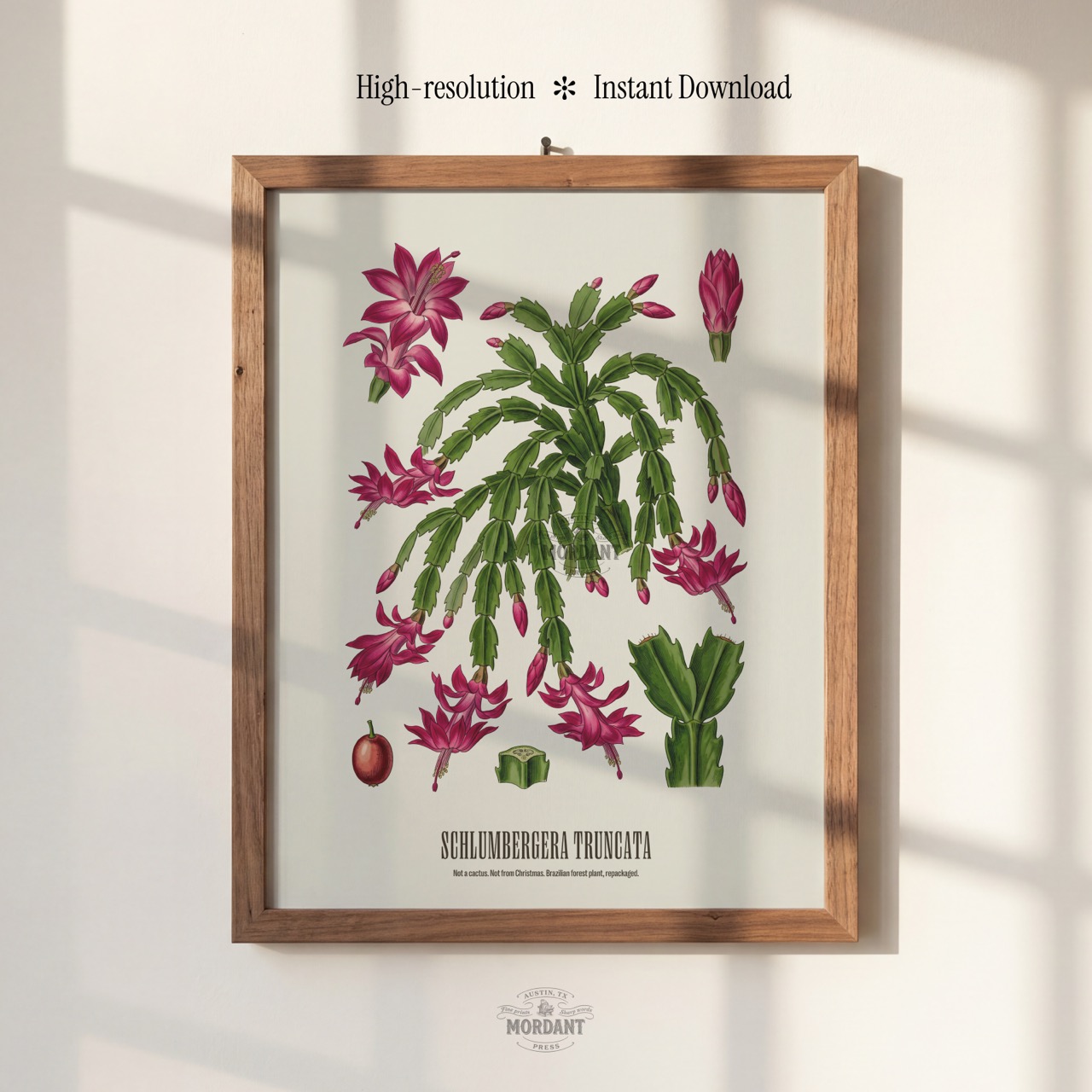 Christmas Cactus print framed on a wall