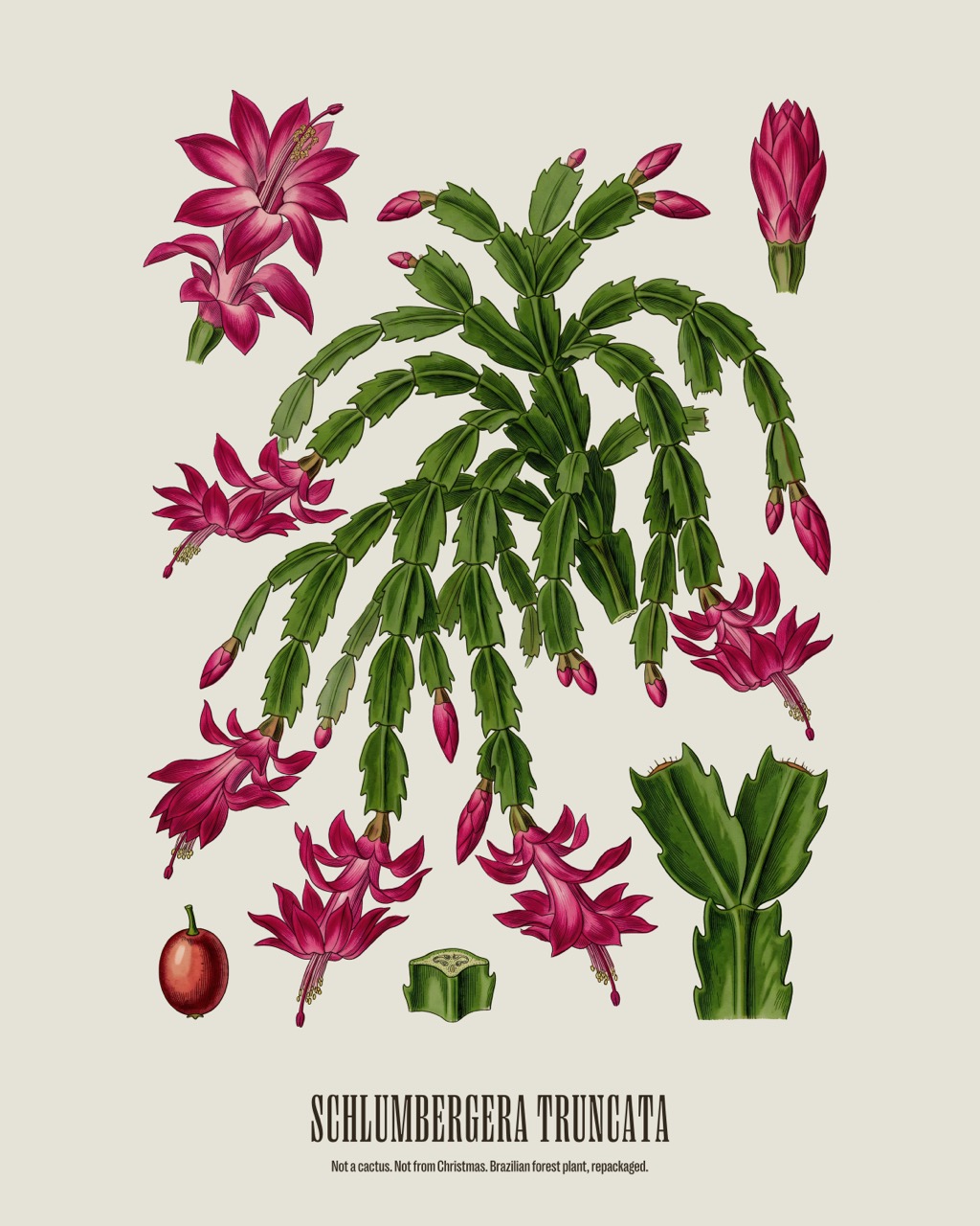 Christmas Cactus — Schlumbergera truncata, antique natural history print