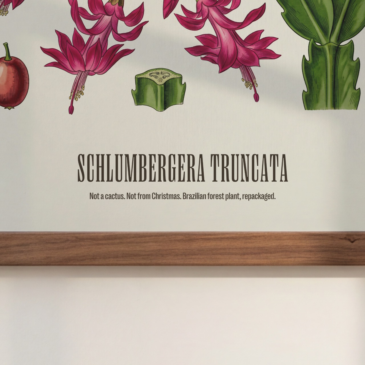 Christmas Cactus