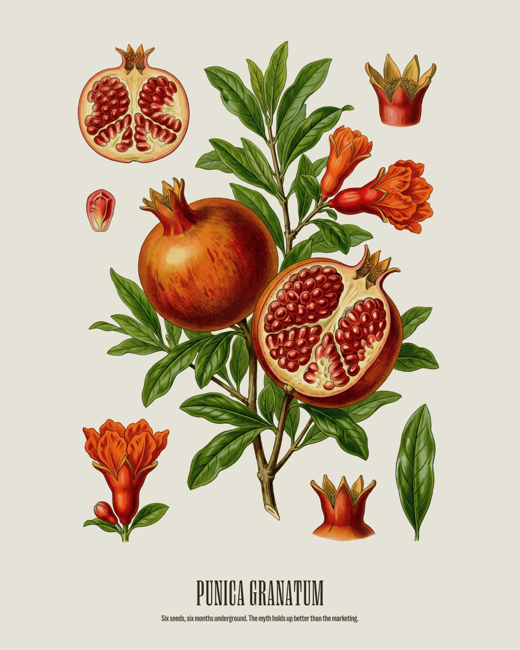 Pomegranate — Punica granatum, antique natural history print