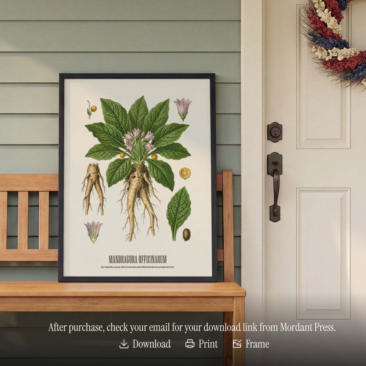 Mandrake print framed on a wall