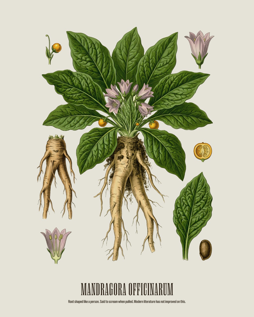 Mandrake — Mandragora officinarum, antique natural history print