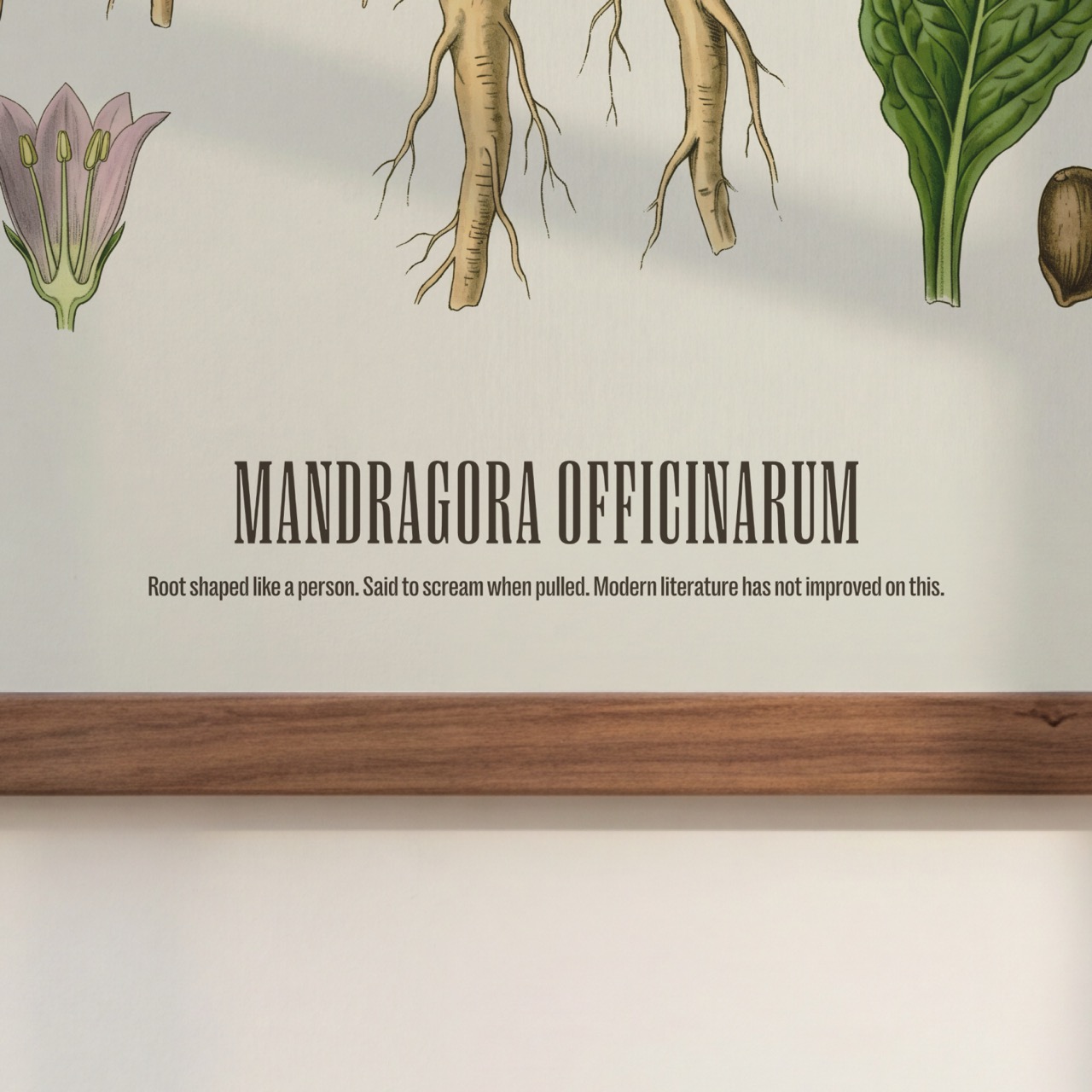 Mandrake